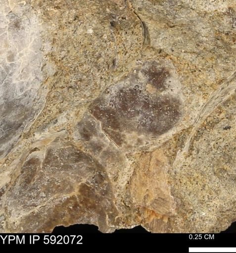 undet. Bivalvia