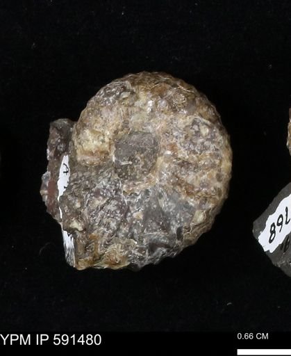 Hoploscaphites