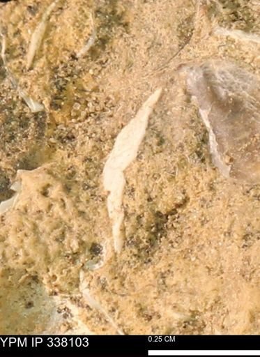 undet. Bivalvia