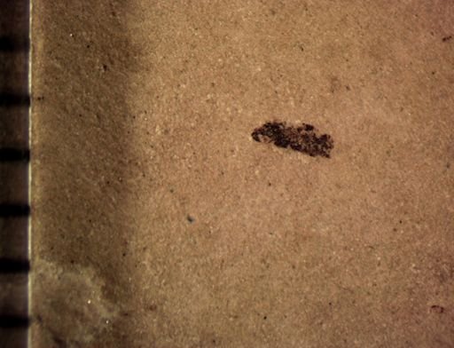 Auchenorrhyncha?