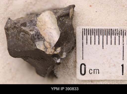 Baculites sp.