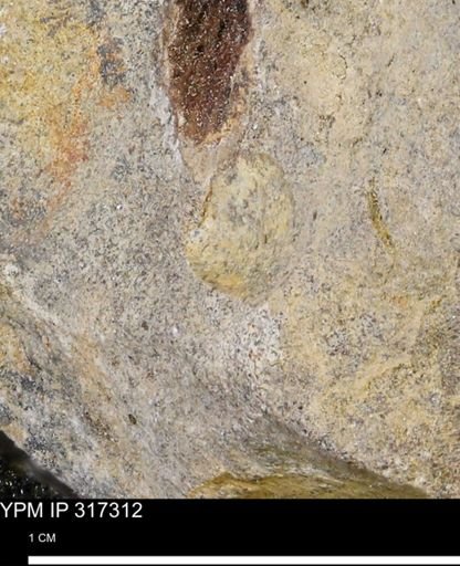 undet. Mollusca