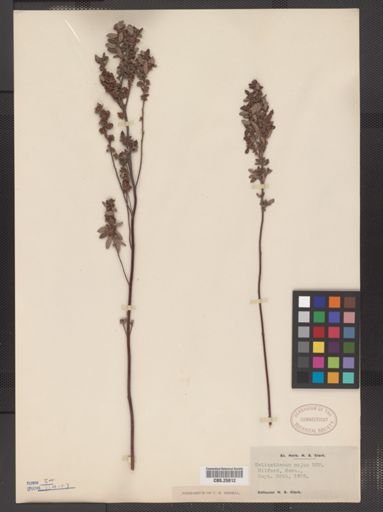 Helianthemum bicknellii
