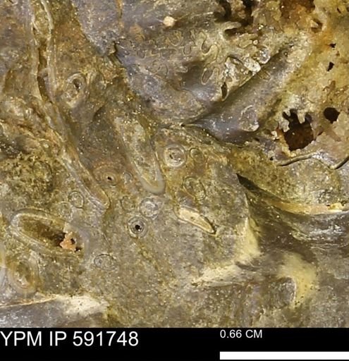 Serpulidae