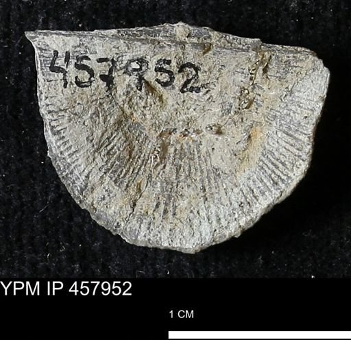Strophodonta sp.