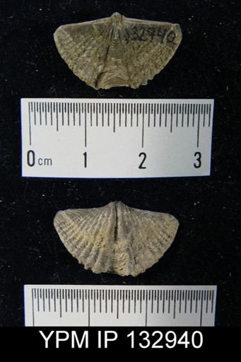 Mucrospirifer sp.