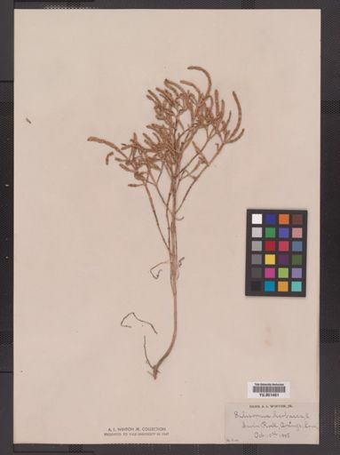 Salicornia europaea