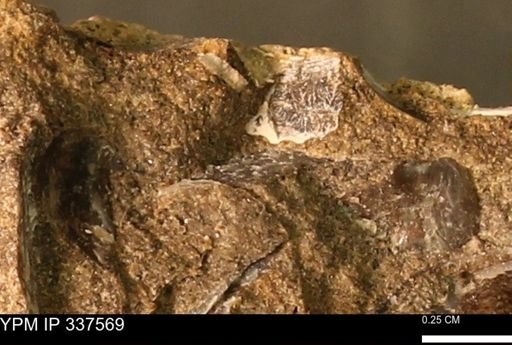 undet. Mollusca
