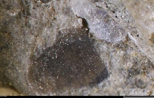 undet. Bivalvia