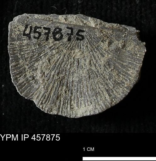 Strophodonta sp.