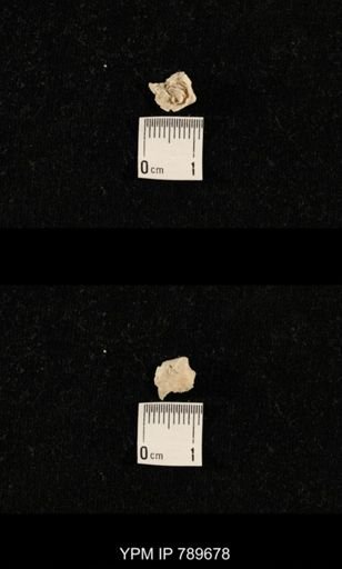 undet. Brachiopoda