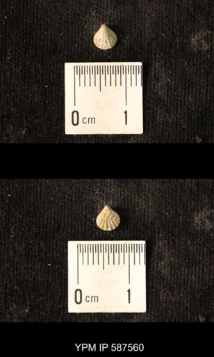 Camarotoechia whitei
