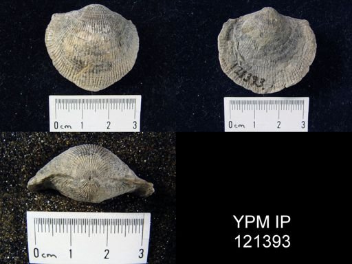 Atrypa sp.