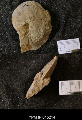 Sphenodiscus sp.