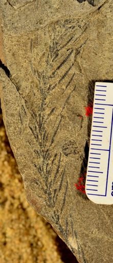 Asterophyllites sp.