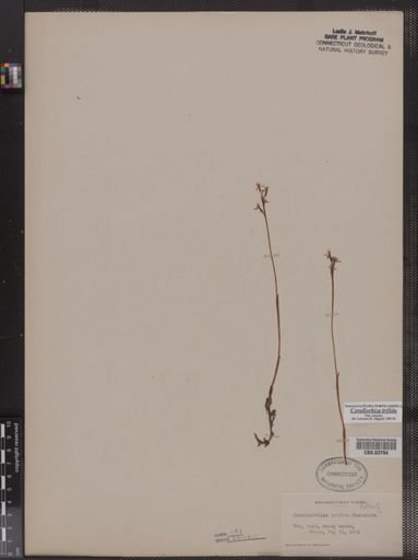 Corallorhiza trifida