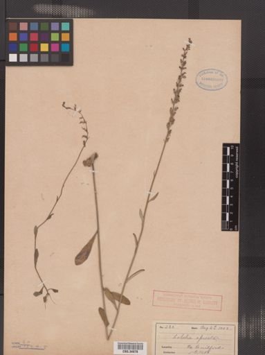 Lobelia spicata