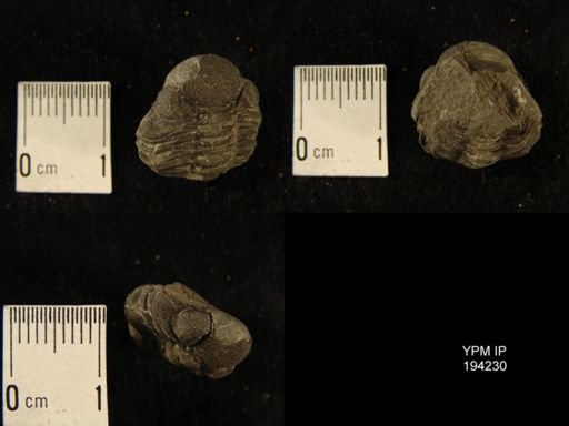 Phacops rana