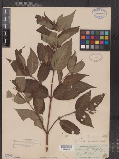 Diervilla lonicera
