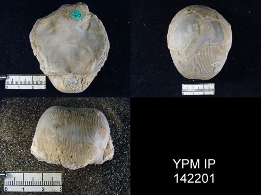 Productus lineatus
