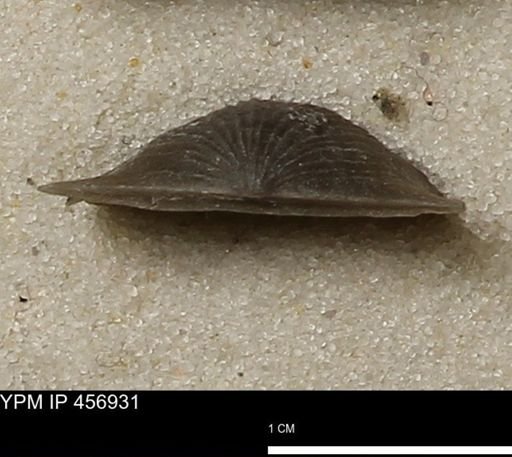 Stropheodonta sp.