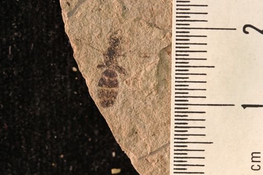 Protazteca elongata