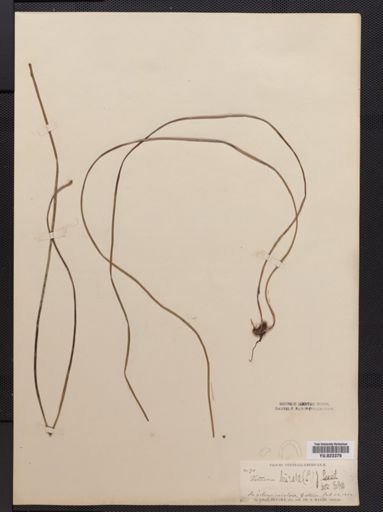 Vittaria