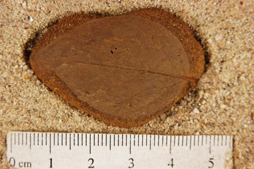 Populus kansaseana