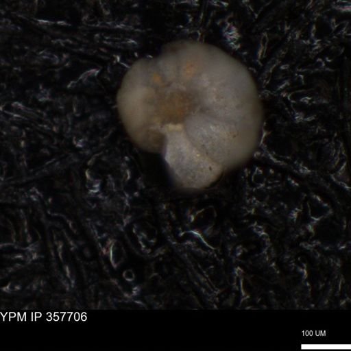 undet. Foraminiferida