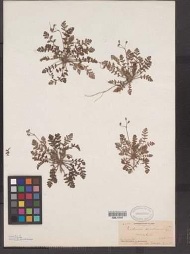 Erodium cicutarium