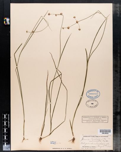 Juncus subcaudatus