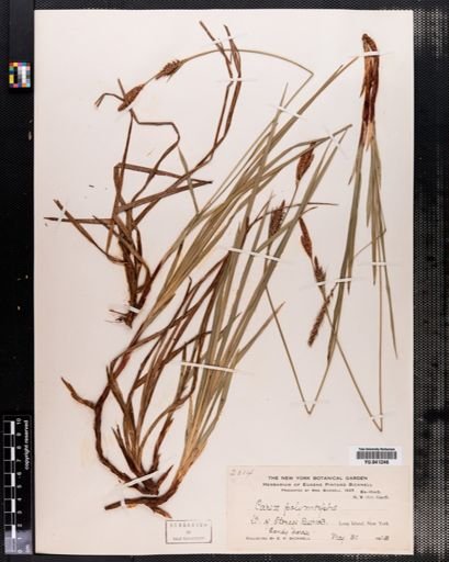 Carex polymorpha