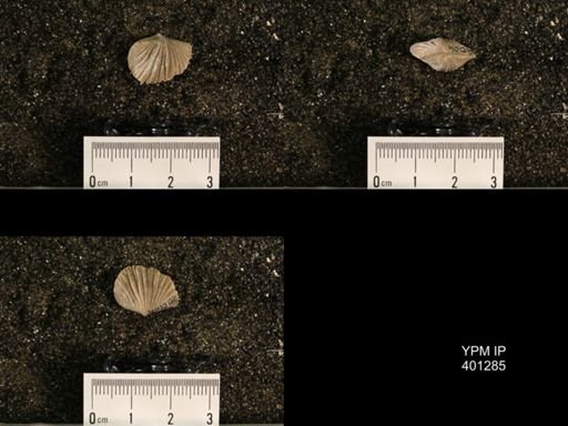 Plectorthis fissicosta
