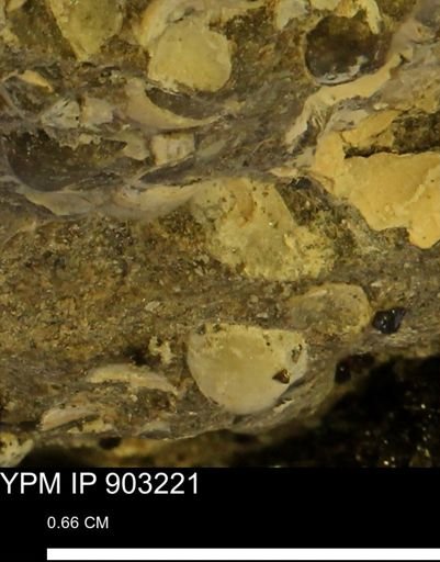 undet. Bivalvia
