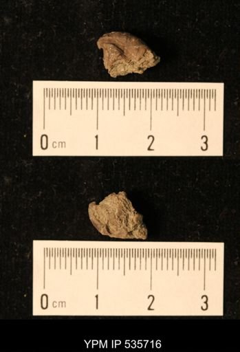 Platyceras spinigerum