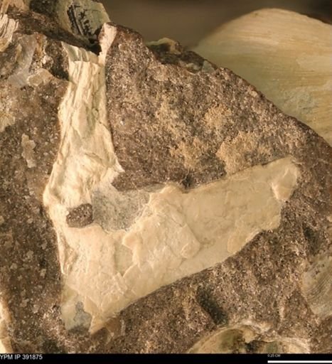 Protocardia sp.