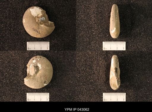 Hoploscaphites nicolletii