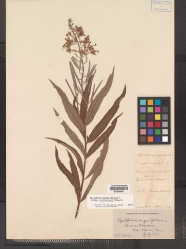 Epilobium angustifolium cricumvagum