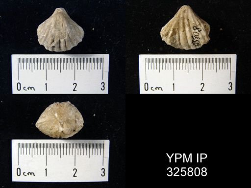 Camarophoria sp.