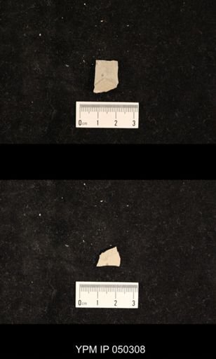 undet. Hexapoda