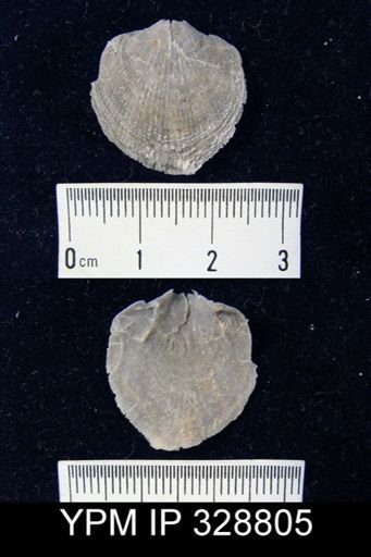 Atrypa sp.
