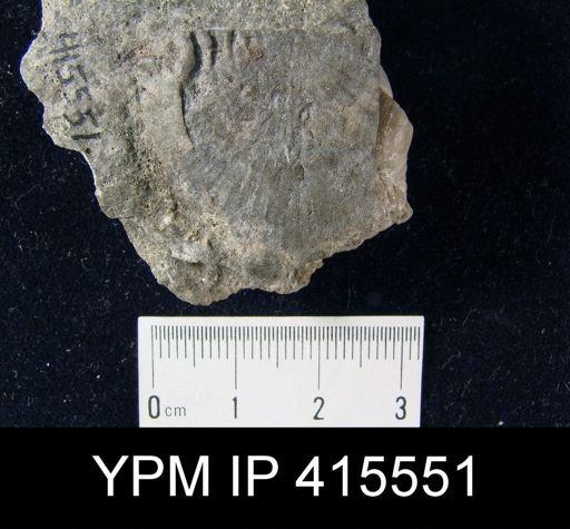 Strophomena planocorrugata