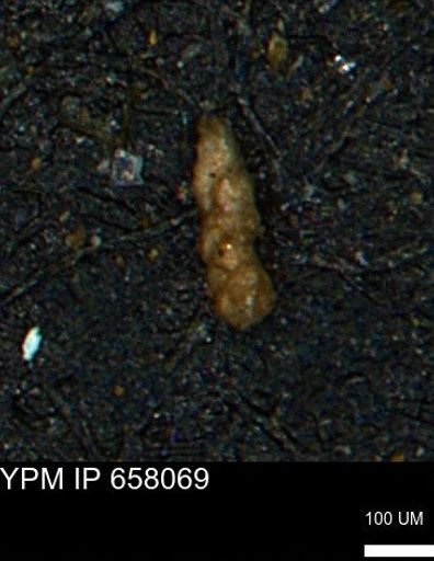 Ammobaculoides phaulus