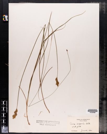 Carex scoparia