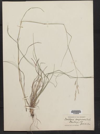 Danthonia compressa