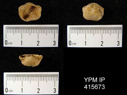 Marginifera sp.