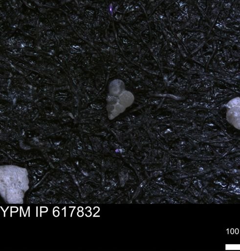 undet. Heterohelicidae