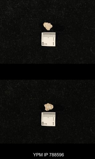 taxon undetermined