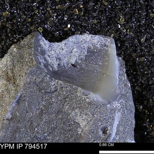 undet. Bivalvia