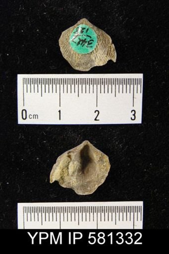 Atrypa sp.